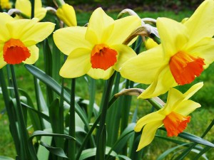 Daffodils