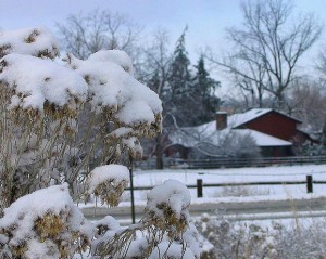 Winter-Gardening