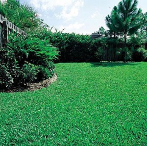 green-lawn